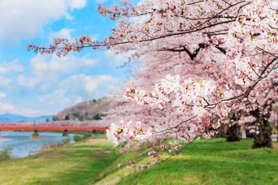 Loveinn Japanさんのインスタグラム写真 - (Loveinn JapanInstagram)「Cherry blossom in Tokyo, Japan. Do not miss this beautiful scene and touching moment. Best Ohanami spot, cherry blossom/ sakura viewing best place. Ueno Park, Shinjuku Gyoen, Imperial Palace East garden... #hotelsjapan #traveljapan #couplestrip #loveinnjapan #promojapan #newpromojapan #tokyohotels #tokyohanamispot #tokyosakura #tokyosakuraspot #sakurabestspot」4月3日 15時26分 - loveinnjapan