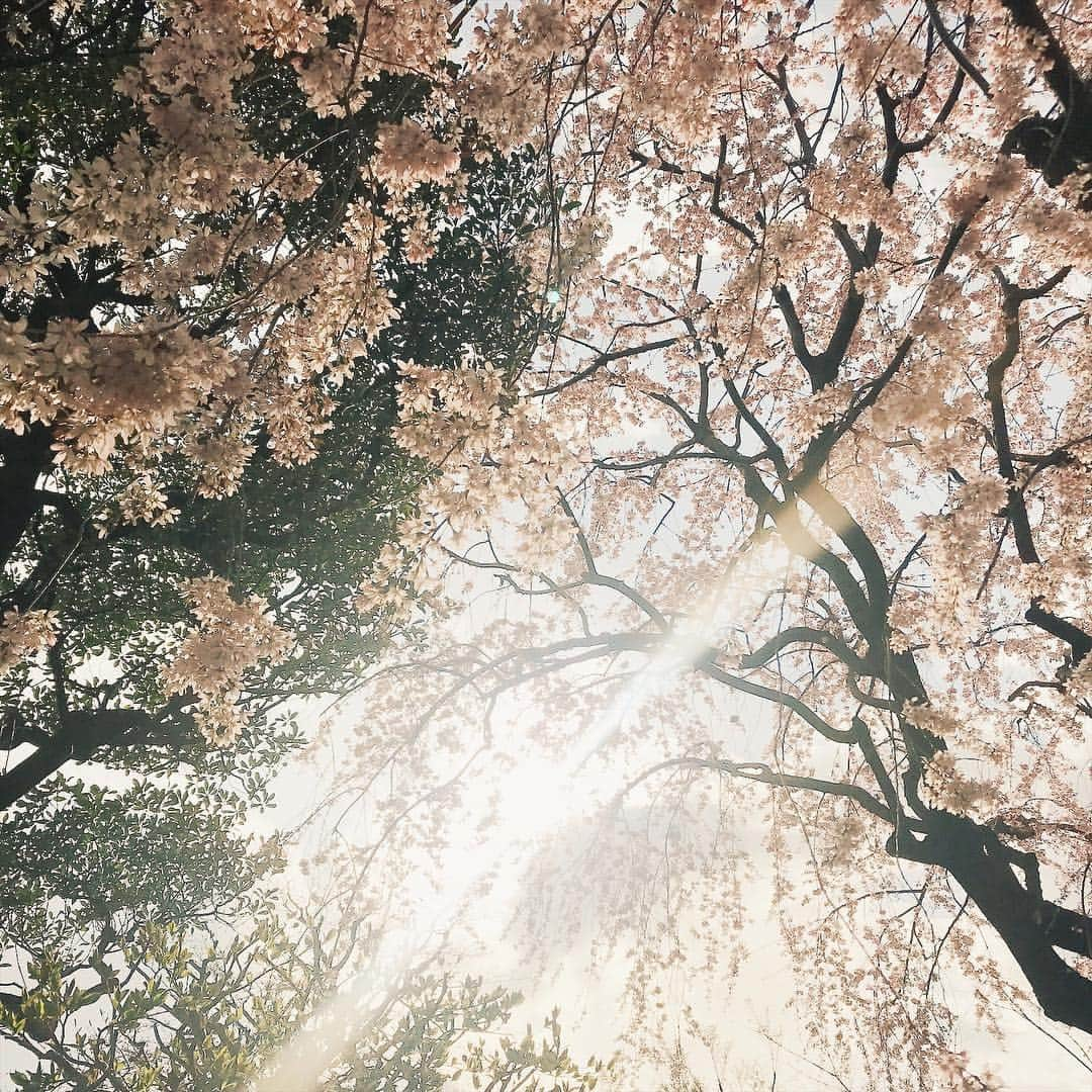 Eri Koyamaさんのインスタグラム写真 - (Eri KoyamaInstagram)「. 先日、桜満開の平成最後の日に 友達の結婚式でした🌸 . 高校の友達で学校生活のほとんどを共にした 8人のうちの1人、やまや 'けなし愛'と'おふざけ'で過ごしてきた毎日が 本当楽しくってこの人たちがいたから学校が楽しかった！！ . 当日は4人しか揃わなかったけど、久々会ってもほんとに何も変わらなすぎていつどこいってもやばい集団になっちゃうとことかほんと大好き❤w . それにしても、こんな笑顔で笑ってると こっちまで幸せだ😌✨ 涙は堪えきれなかったーーー😭笑 . 折鶴のライスシャワーに 生まれた時と同じ重さのお米に 白無垢のやまや、、素敵だったな❤️ 改めておめでとう❤️ . #myfriends #happywedding #love #白無垢 #和装 #和装結婚式 #末永くお幸せに」4月3日 15時34分 - 6ri___k