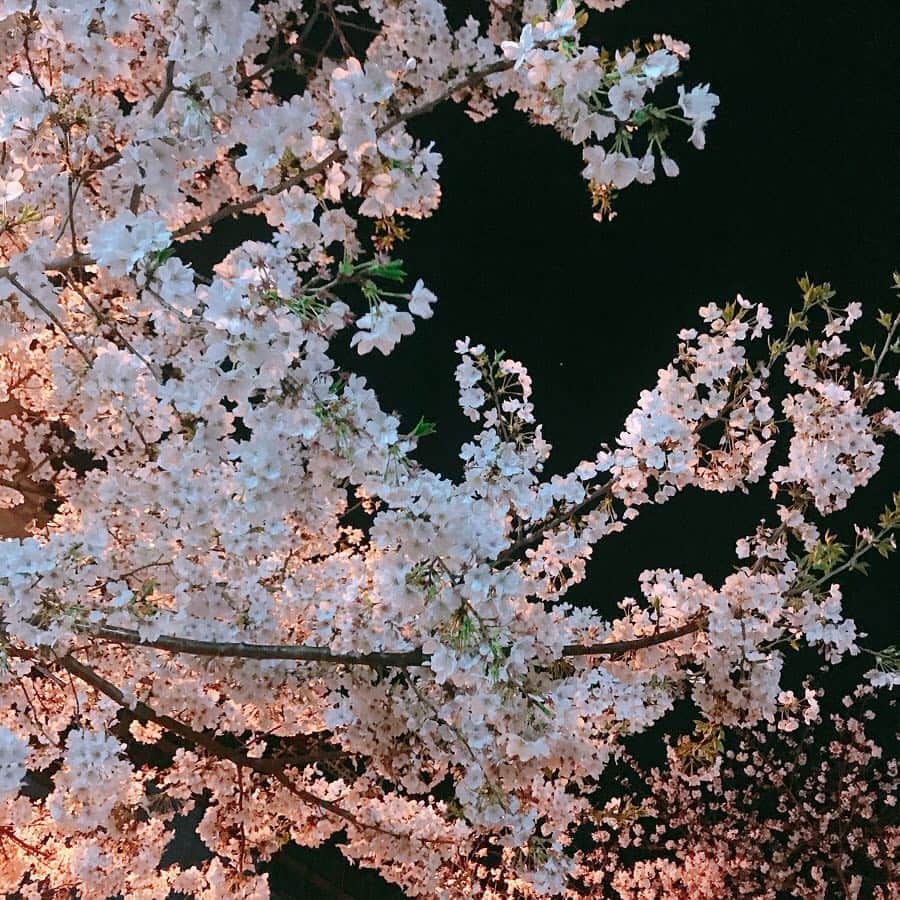 秋本祐希さんのインスタグラム写真 - (秋本祐希Instagram)「美しい夜桜と美味しい🥂🍴 とっても素敵なお店 すがっち @yosuke_suga おめでとう✨ 楽しい夜でした☺︎🌸 #スガラボ #sugalabo #須賀シェフ #須賀洋介 #夜桜 #french 大好きな #bondabon #多田さんの生ハム と #古都華 を堪能❤︎」4月3日 15時45分 - ayuuki0908