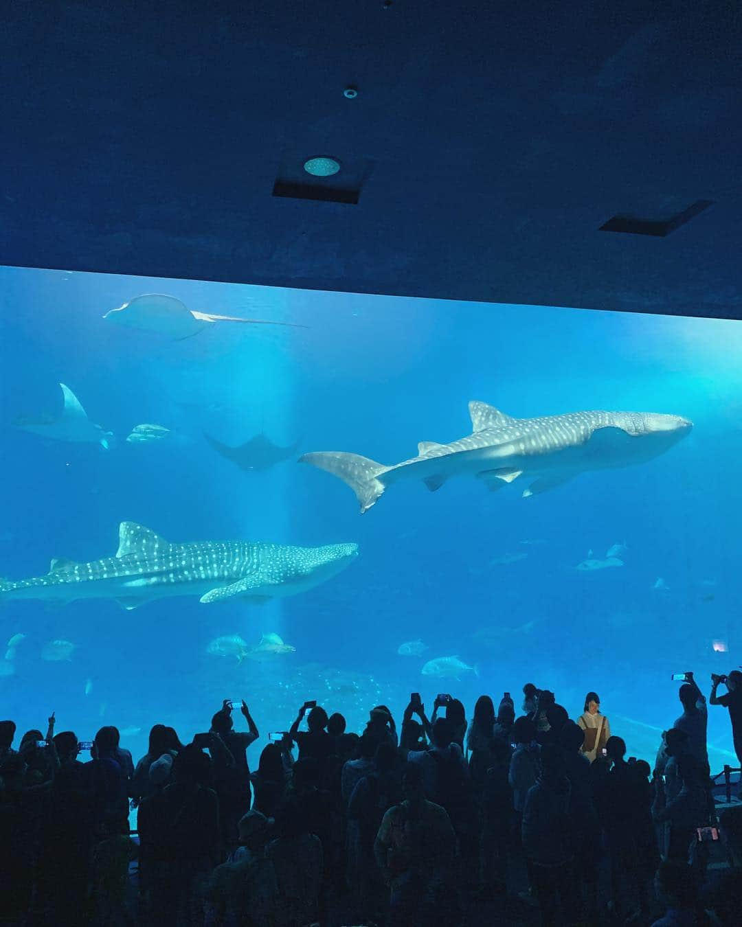 簑島三佳さんのインスタグラム写真 - (簑島三佳Instagram)「沖縄1日目のメインは美ら海水族館  水槽の大きさ、 ジンベイザメ、 圧巻です！  遠かったけど行く価値ありですね  しんどがりなチビも終始テンションMAXでした  夜は沖縄料理を色々食べたくて検索で出てきた #純沖縄料理三線の花 へ どれも本当に美味しく 歌って踊ってとっても楽しかった！  ロンTにベルトしたらスタイル良く見えてお気に入り〜〜 #沖縄 #美ら海 #美ら海水族館  @honeymihoney_official  @honeymihoney_style  #HONEYMIHONEY #lilytube」4月3日 15時51分 - minoshimamika