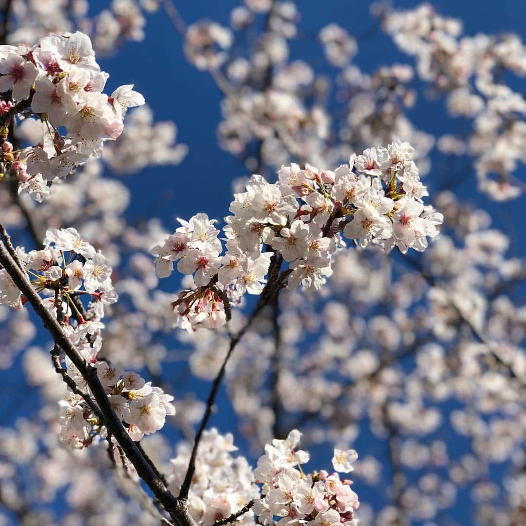 天神英貴さんのインスタグラム写真 - (天神英貴Instagram)「SAKURA」4月3日 15時52分 - tenjin_hidetaka