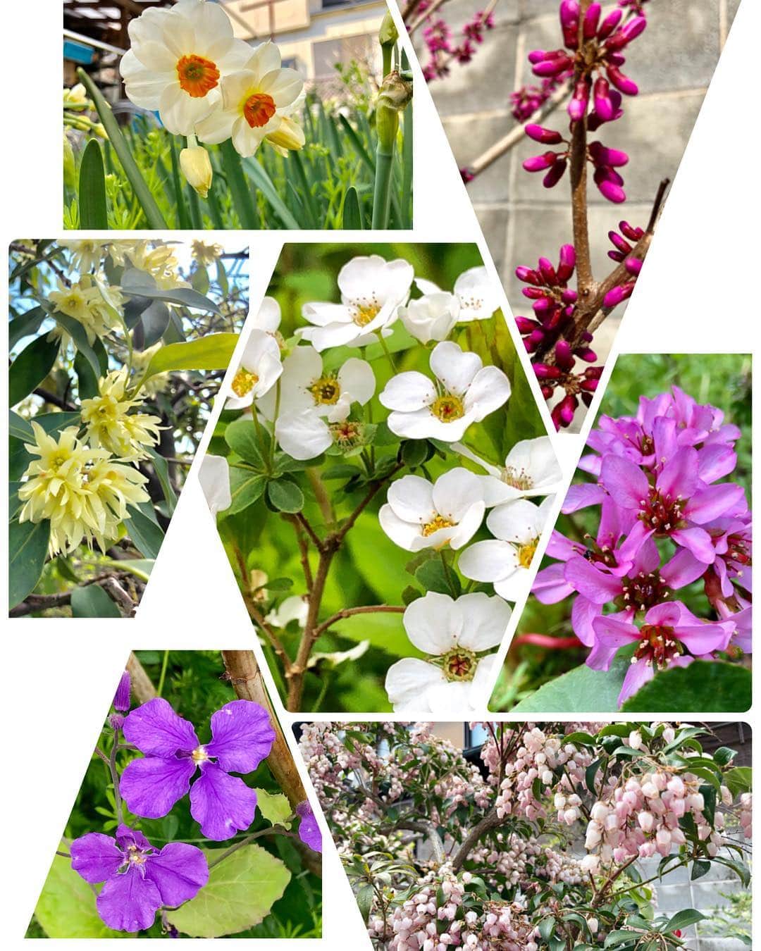 まんちの樹（マンチカンブリーダー）さんのインスタグラム写真 - (まんちの樹（マンチカンブリーダー）Instagram)「まんちの樹の庭にも春がやってきました🌸。 日差しが暖かい。小さな幸せを感じます🍀  #春#春を感じる#我が家の庭#まんちの樹#日差し#小さな幸せ」4月3日 15時53分 - machiyominoura