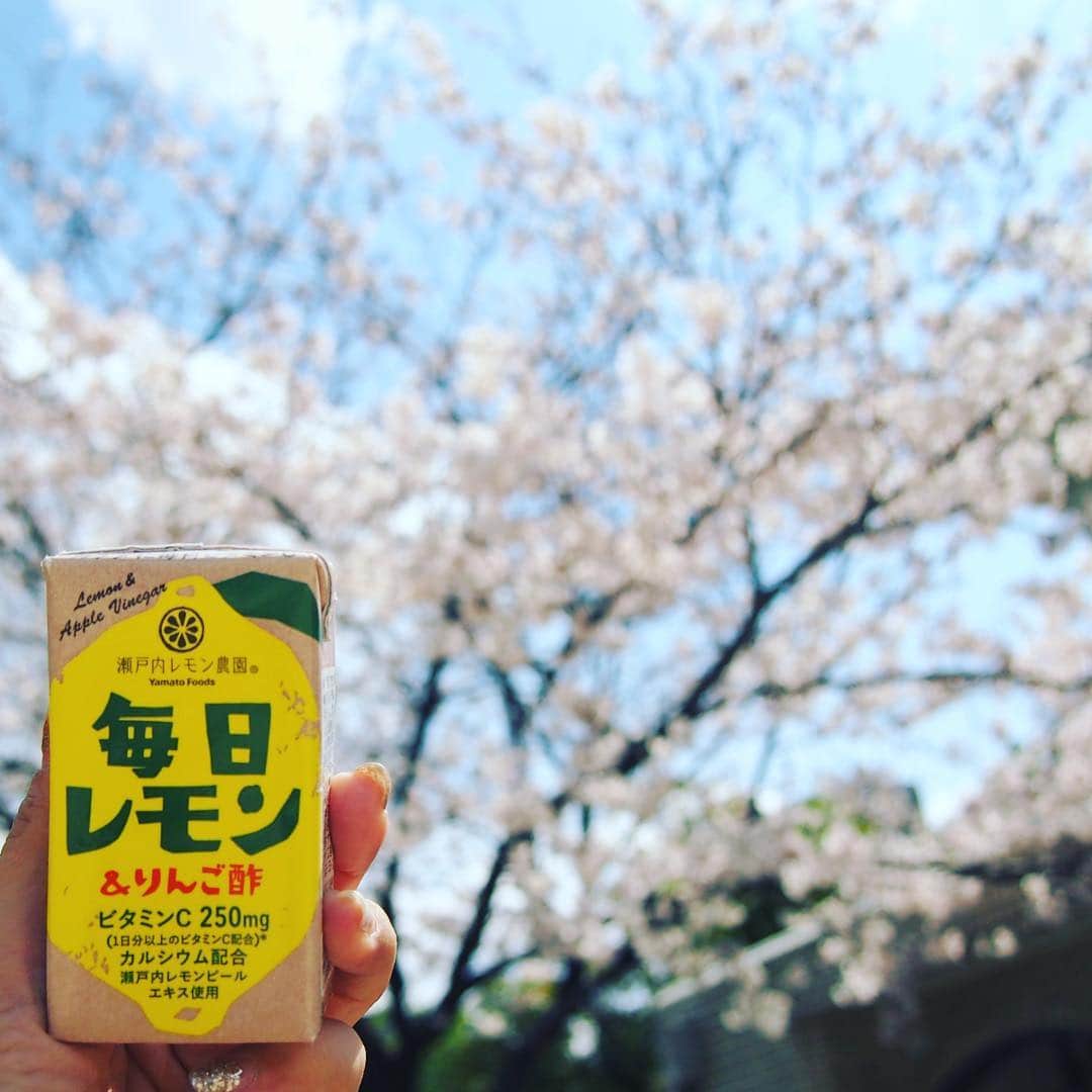 瀬戸内レモン農園さんのインスタグラム写真 - (瀬戸内レモン農園Instagram)「.﻿﻿﻿ 2019.4.3 ①﻿ #毎日レモンチャレンジ﻿ 🍋﻿﻿ ﻿﻿﻿ #お花見﻿ 広島も桜が見頃になってきました🌸﻿ 天気も良い日が続いていて気持ちが良いです！﻿ お花見に毎日レモン＆りんご酢おすすめです♫﻿ ﻿﻿ 皆様もぜひ #毎日レモンチャレンジ とつけて﻿﻿﻿ 投稿してみてください😆﻿﻿﻿ ﻿﻿﻿ ﻿﻿﻿ 毎日レモン＆りんご酢﻿﻿﻿﻿ ¥120（税抜）﻿﻿﻿﻿ ﻿﻿﻿﻿ ーーーーーーーーーーーーーーー﻿﻿﻿﻿ ＊１日分以上のビタミンＣ配合﻿﻿﻿﻿ ＊カルシウム配合﻿﻿﻿﻿ ＊クエン酸1300mg配合﻿﻿﻿﻿ ーーーーーーーーーーーーーーー﻿﻿﻿﻿ ﻿﻿﻿﻿ まろやかなすっきりした甘さはお子様にもおすすめ✨﻿﻿﻿﻿ 瀬戸内レモンピールエキスを使用することにより﻿﻿﻿﻿ レモンの風味をしっかり感じることができます🍋﻿﻿﻿﻿ ﻿﻿﻿﻿ 毎日手軽にビタミンＣを摂取できる﻿﻿﻿﻿ 飲みきりサイズの紙パック飲料です﻿(^^)﻿﻿﻿ ﻿﻿﻿﻿ ﻿﻿﻿﻿ ﻿﻿﻿﻿ #毎日レモン_りんご酢 #毎日レモンアンドりんご酢 #分割投稿 #分割 #毎日レモン #りんご酢 #レモン酢 #ビタミンＣ #レモン #瀬戸内レモン #瀬戸内レモン農園 #ヤマトフーズ #広島 #瀬戸内 #新商品 #LOVE #LEMON #lemon #お花見 #桜 #花」4月3日 16時02分 - yamatofoods