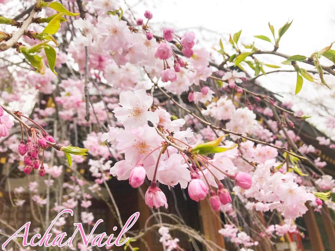 AchaNailさんのインスタグラム写真 - (AchaNailInstagram)「‪#平成最後の春‬﻿ ‪#平成最後のお花見‬﻿ ‪#平成最後の桜‬﻿ ‪#平成最後の4月‬﻿ #桜坂﻿ #桜﻿ #お花見﻿ #春﻿ #さくら﻿ #サクラ﻿ #日本の心﻿ #🌸﻿ #CherryBlossom﻿ #CherryBlossoms﻿ #Pink﻿ #PinkFlower﻿ ﻿ #福山雅治」4月3日 16時04分 - achanail