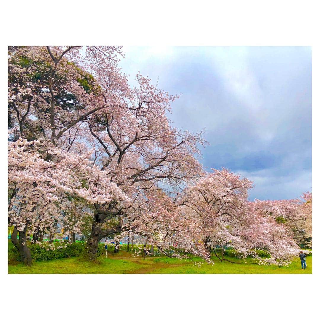 蒼井そらさんのインスタグラム写真 - (蒼井そらInstagram)「Cherry blossoms at a park in Japan.  #cherryblossoms」4月3日 16時04分 - aoi_sola