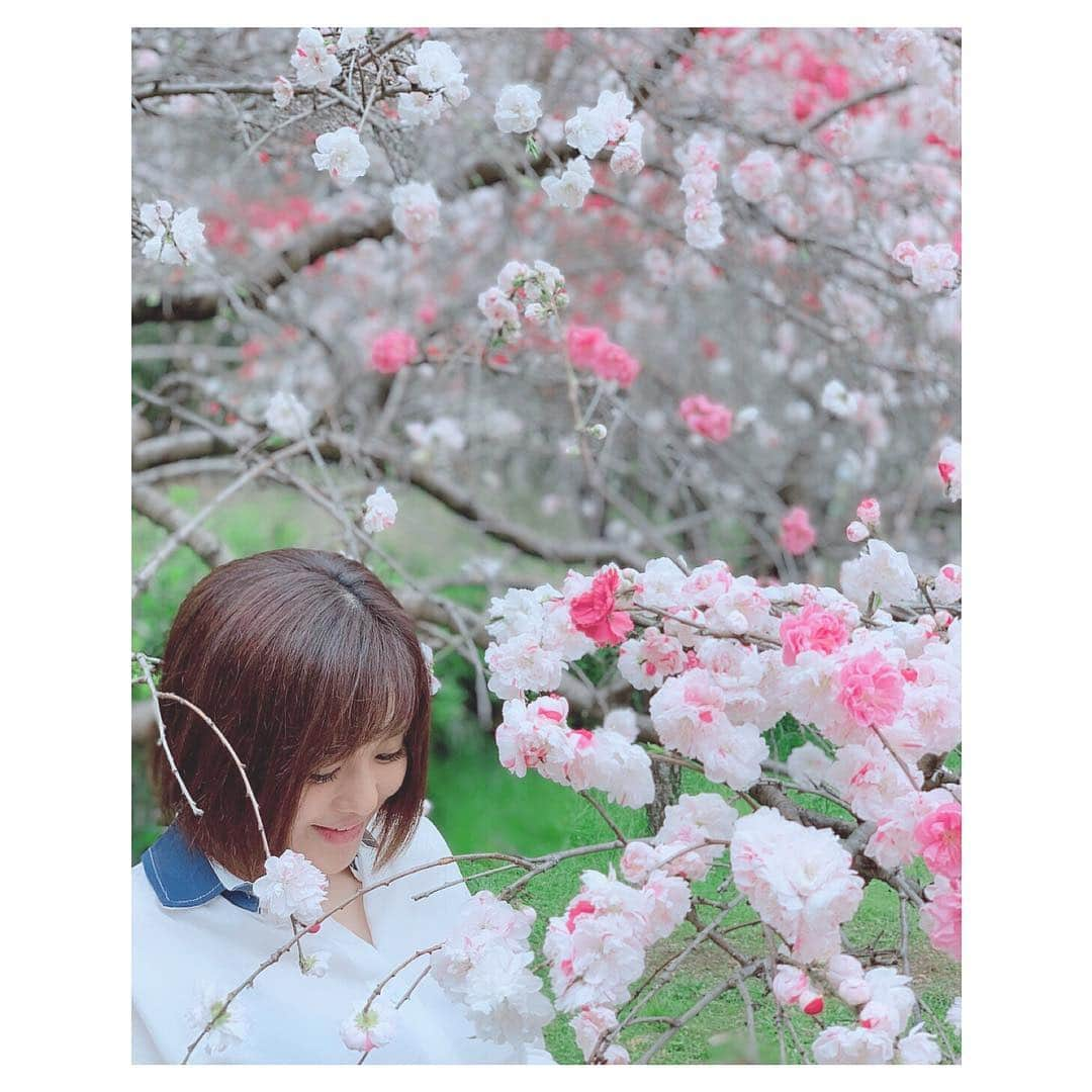 蒼井そらさんのインスタグラム写真 - (蒼井そらInstagram)「Cherry blossoms at a park in Japan.  #cherryblossoms」4月3日 16時04分 - aoi_sola