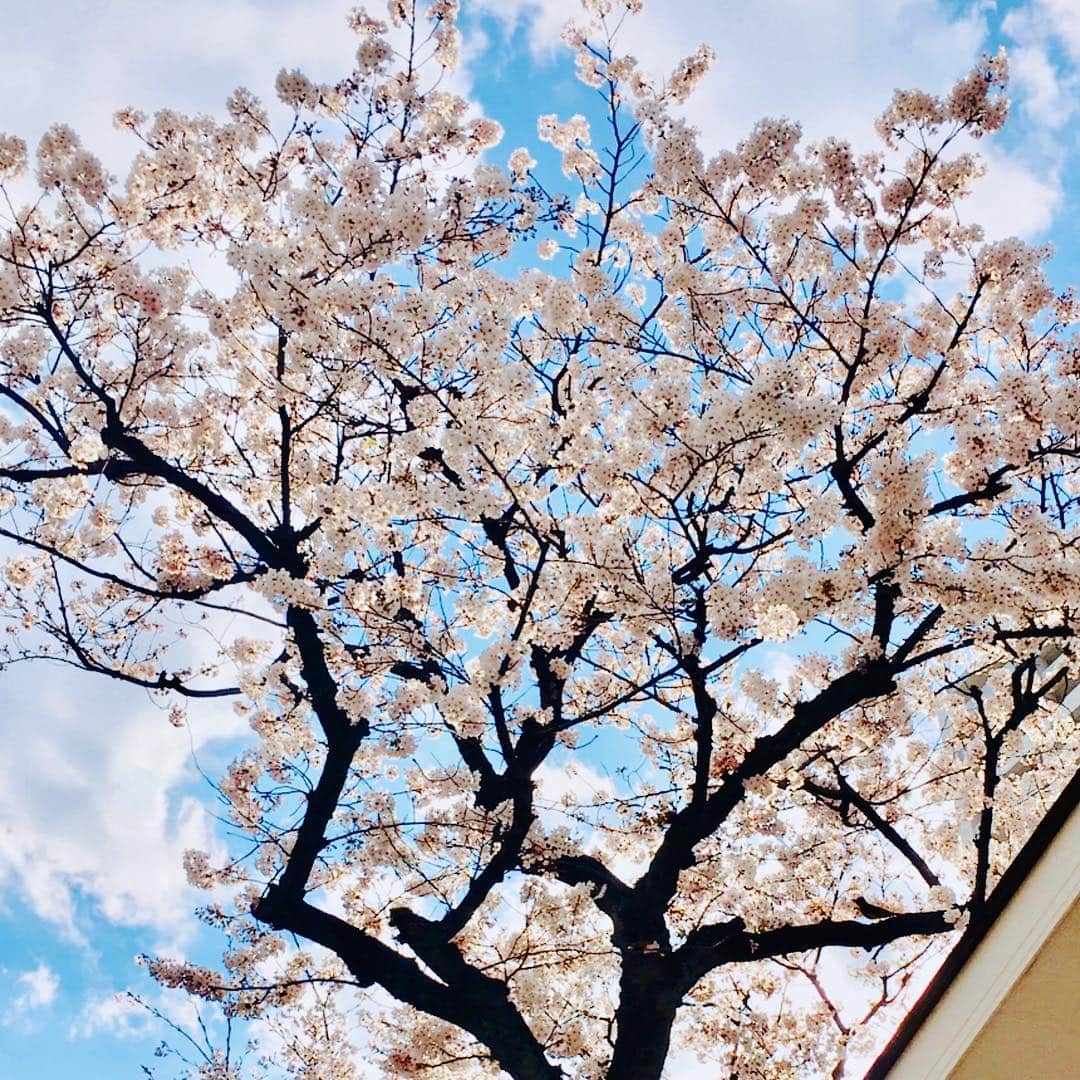 新田恵海さんのインスタグラム写真 - (新田恵海Instagram)「近所の桜も満開でした🌸  よく見ると、右下の枝のところに小鳥さんがとまっています🦜✨ #空いてるところでひとりお花見」4月3日 16時04分 - tnstagram1210