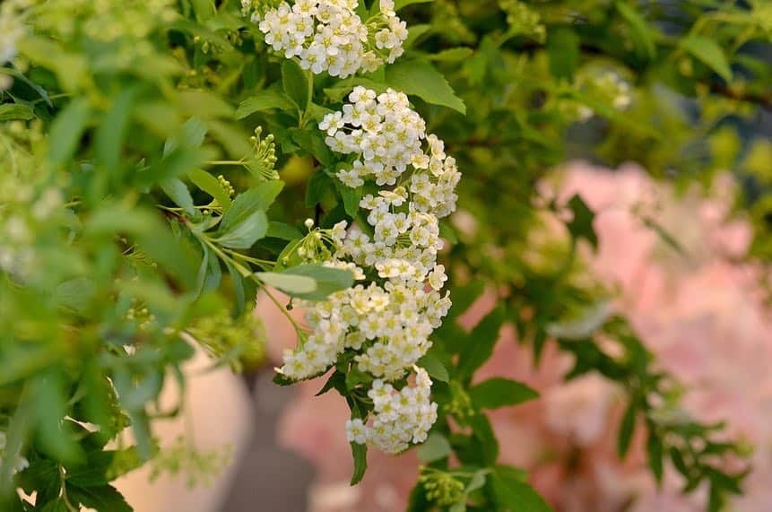 AOYAMA_HANAMOさんのインスタグラム写真 - (AOYAMA_HANAMOInstagram)「この季節だけの花・小手毬(こでまり)。白くて小さな花が細い1本の枝にたわわに咲き、垂れるような花姿です。 小さな手毬のように見えることが名前の由来です。 - - - #flower #flowers #flowershop #florist #tokyo #aoyama #webstagram #flowerstagram #instagood #followme #花 #花屋 #フラワー #マクロ萌え部 #ザ花部 #花のある暮らし #花のある生活 #花育 #東京 #青山 #表参道  #コデマリ #小手毬 #枝もの #春の花#ギフト #フラワーギフト #プレゼント」4月3日 16時09分 - aoyama_hanamo