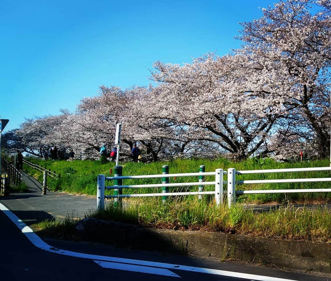 川久保秀一さんのインスタグラム写真 - (川久保秀一Instagram)「登戸付近の多摩川土手の桜並木。 ピークはちょっと過ぎている模様。  #さくら #cherryblossom #tamariver」4月3日 16時10分 - hidekazu_kawakubo