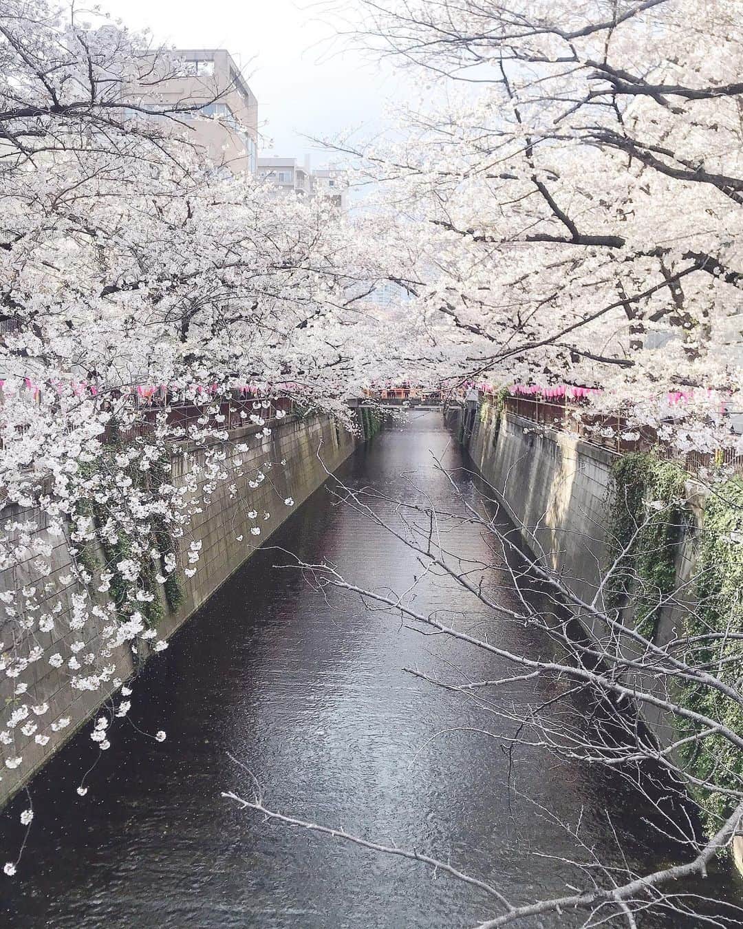倉松すみれのインスタグラム