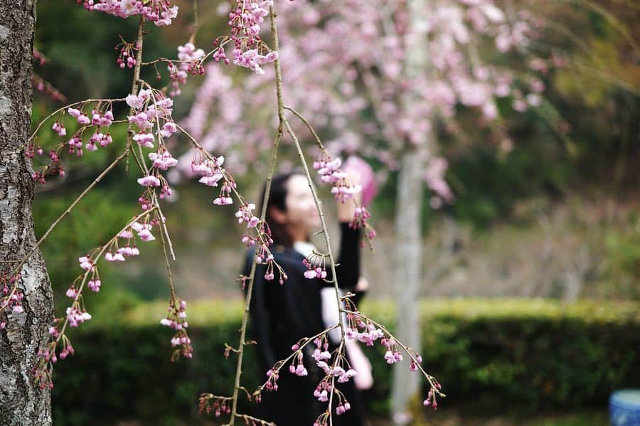 井上晃子さんのインスタグラム写真 - (井上晃子Instagram)「春kyoto🌸🌸🌸🌸🌸 桜色のレースドレスを 身に纏って💓 #april#kyoto#spring  #akiki#lace#dress#madeinjapan」4月3日 16時12分 - akiki_2015