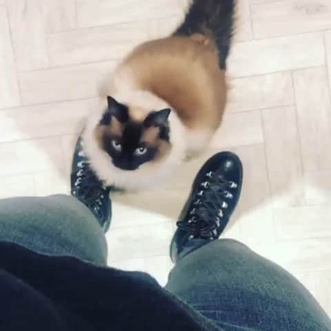 のインスタグラム：「Repost @hollywilloughby  When you just need a morning hug.... 😻 -  #grenson #grensongirls #nanette #hollywilloughby #hollywilloughbystyle #catsofinstagram #cats #thegoodshoe」