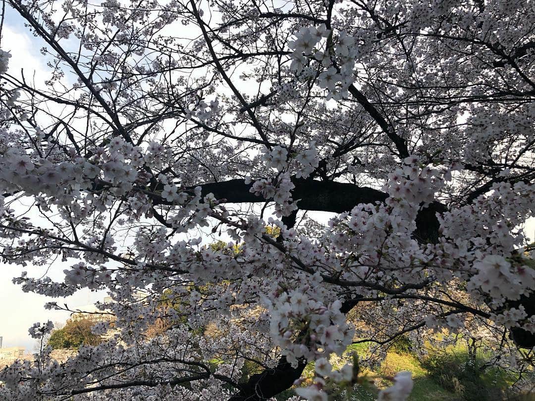 嶋村瞳さんのインスタグラム写真 - (嶋村瞳Instagram)「今年は厳しいと思ったけど、なんだかんだ2回も見に行けた🌸 #桜」4月3日 16時24分 - hitomi_shimamura_official