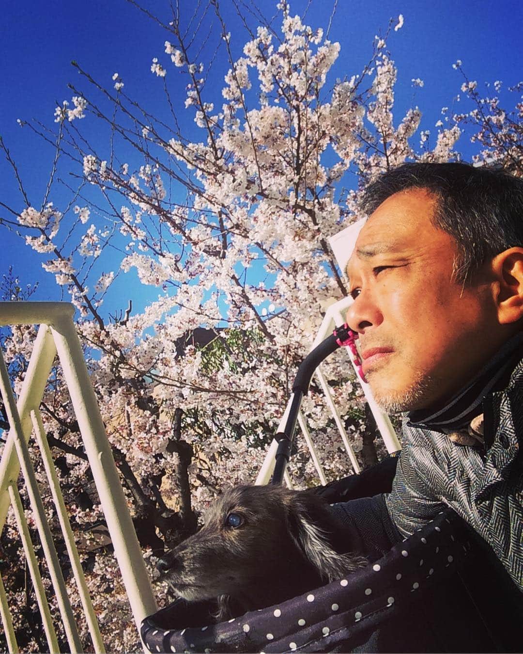 西山浩司さんのインスタグラム写真 - (西山浩司Instagram)「ナビ散歩🚶‍♂️今年も桜🌸見れたなぁ🤗」4月3日 16時17分 - waruo1981