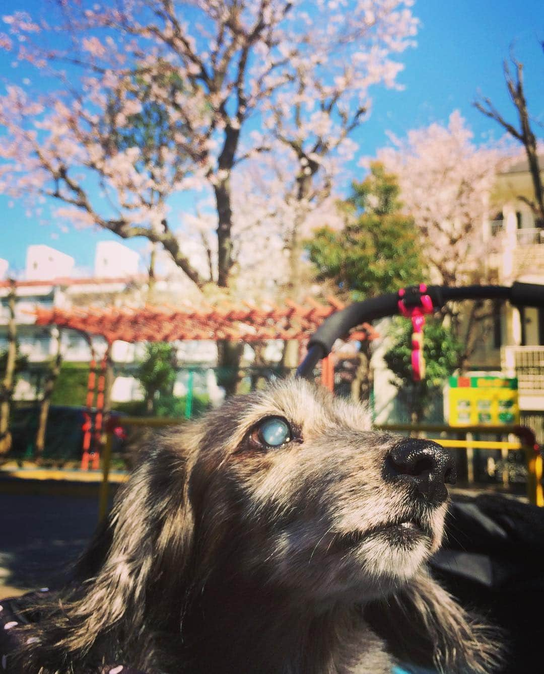 西山浩司さんのインスタグラム写真 - (西山浩司Instagram)「ナビ散歩🚶‍♂️今年も桜🌸見れたなぁ🤗」4月3日 16時17分 - waruo1981