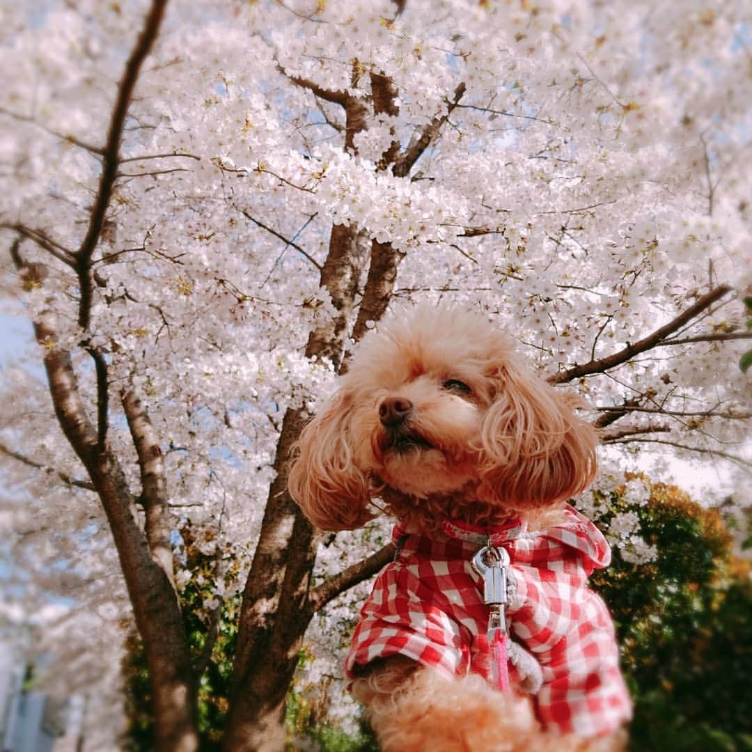 池田夏希のインスタグラム