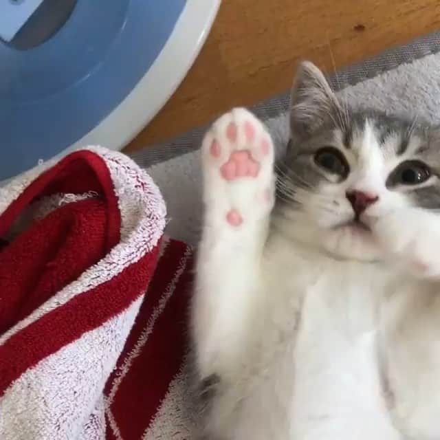【公式】楽天ペット割のインスタグラム