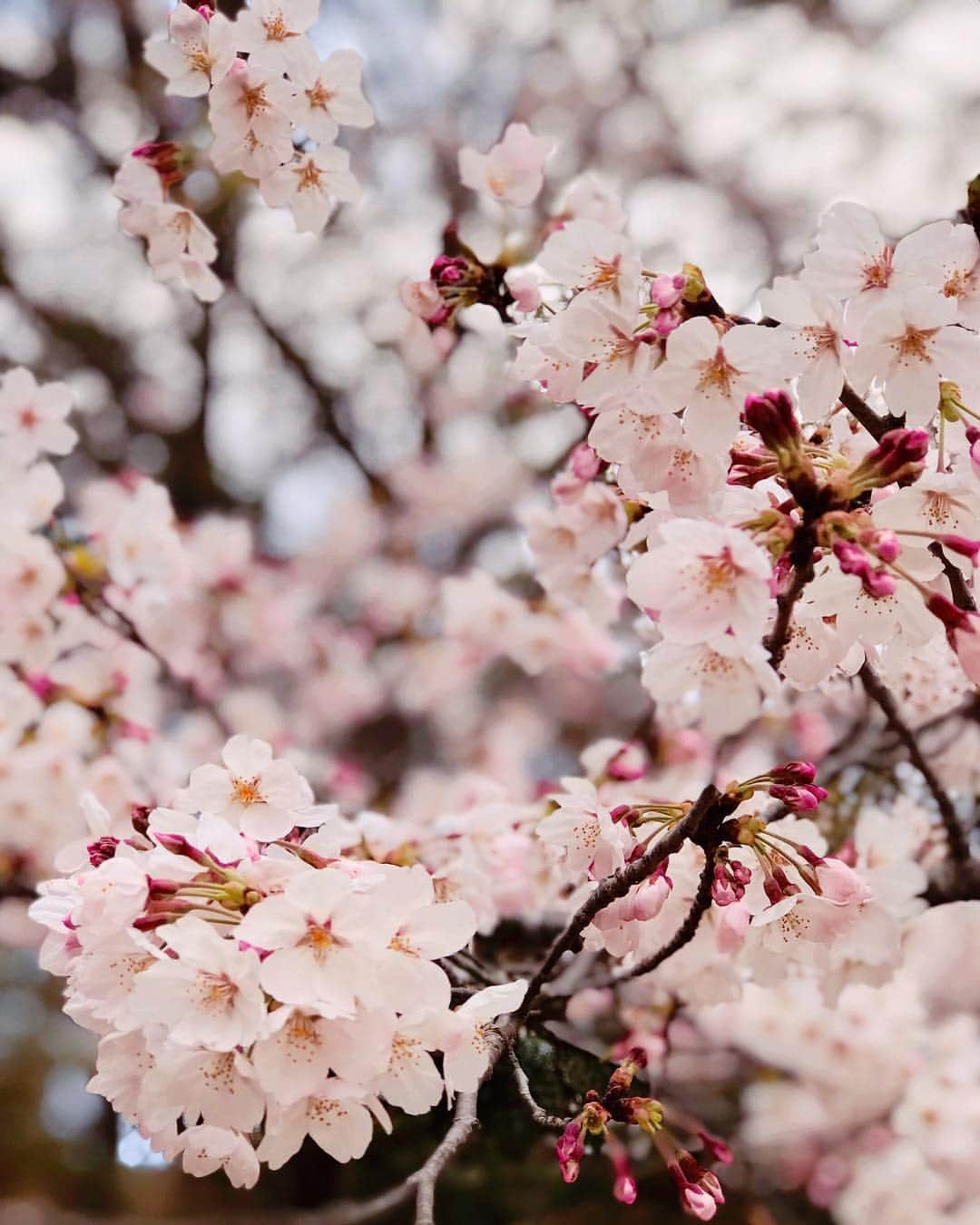 富岡美羽さんのインスタグラム写真 - (富岡美羽Instagram)「先日桜満開の中、撮影がありました🌸  殺陣はわたしにとって初めての挑戦です。 詳しいことはまた改めてアップしたいと思いますが、 残り一日、クランクアップまで頑張りたいと思います‼️ᕦ(ò_óˇ)ᕤ💦  #富岡美羽  #殺陣  #撮影」4月3日 16時41分 - miutomioka
