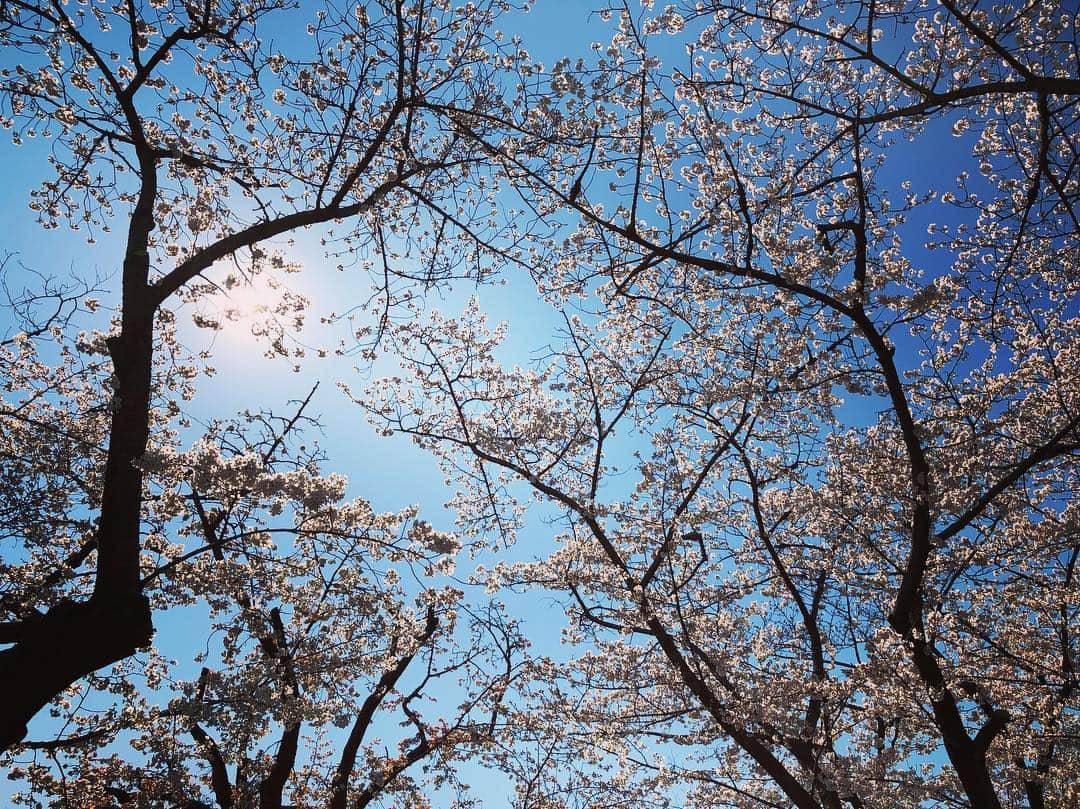 佐々木心音さんのインスタグラム写真 - (佐々木心音Instagram)「今年初の花見！！！！ 役者監督たくさん集まって 楽しかったなあー♪ さて、切り替えて稽古。 今日も燃え尽きるぞー . . . #cherryblossom #japanesesakura #beautiful #happy #acter #actress #moviedirector #friends #moveon #rehearsal #stage #singersongwriter #kokonesasaki #japanesegirl #今年初の花見 #役者いっぱい #監督たち #友達 #みんな友達 #昼からお酒 #楽しかった #はじめましても関係ない #切り替えて #稽古頑張る #オザワミツグ #どもセク #舞台 #燃えてくる #佐々木心音」4月3日 16時36分 - sasakikokone