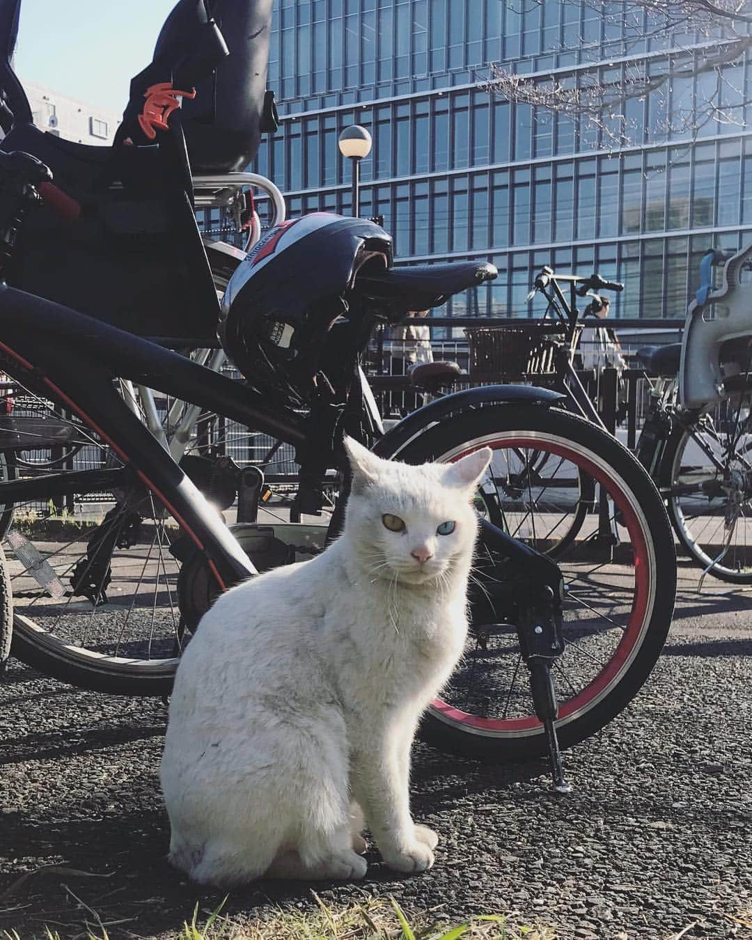 川田希さんのインスタグラム写真 - (川田希Instagram)「公園で出会った青と黄色の綺麗な目をした猫ちゃん🐈 お散歩中のワンちゃんとも仲良し🐕🐈」4月3日 16時59分 - nozomikawata