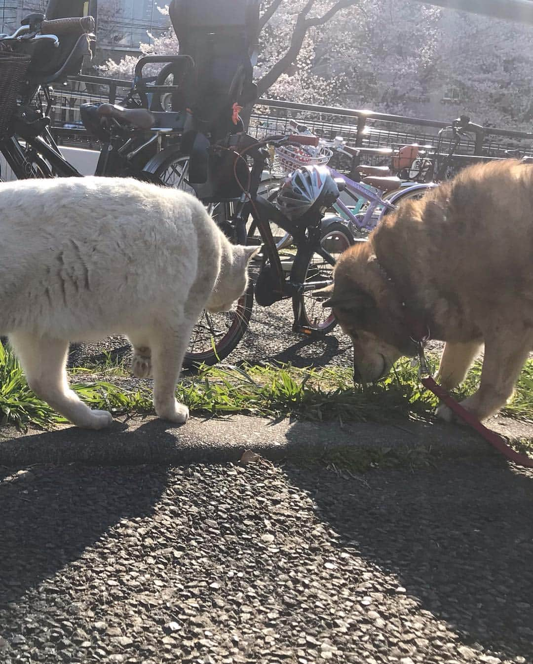 川田希さんのインスタグラム写真 - (川田希Instagram)「公園で出会った青と黄色の綺麗な目をした猫ちゃん🐈 お散歩中のワンちゃんとも仲良し🐕🐈」4月3日 16時59分 - nozomikawata