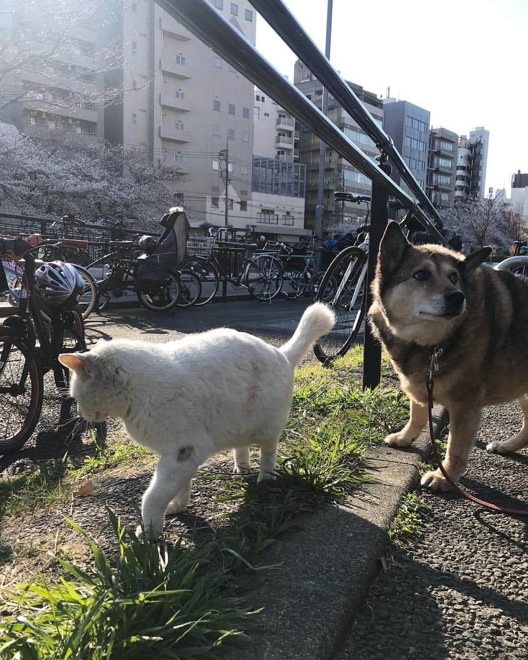 川田希さんのインスタグラム写真 - (川田希Instagram)「公園で出会った青と黄色の綺麗な目をした猫ちゃん🐈 お散歩中のワンちゃんとも仲良し🐕🐈」4月3日 16時59分 - nozomikawata