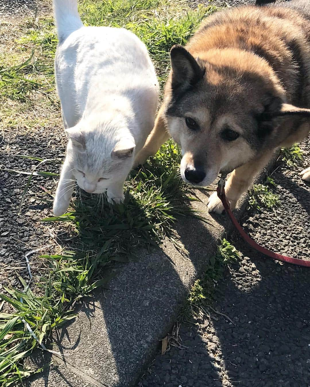 川田希さんのインスタグラム写真 - (川田希Instagram)「公園で出会った青と黄色の綺麗な目をした猫ちゃん🐈 お散歩中のワンちゃんとも仲良し🐕🐈」4月3日 16時59分 - nozomikawata