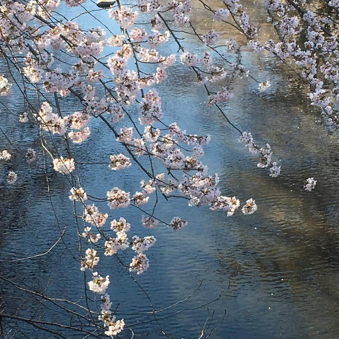 lululukululuさんのインスタグラム写真 - (lululukululuInstagram)「近くの公園の桜🌸 まだ ちょっと早かった😆 #桜#公園#川#白鷺#早春」4月3日 16時51分 - tajitajicat