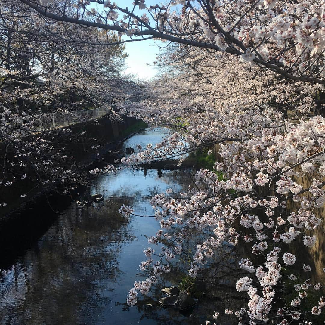 lululukululuさんのインスタグラム写真 - (lululukululuInstagram)「近くの公園の桜🌸 まだ ちょっと早かった😆 #桜#公園#川#白鷺#早春」4月3日 16時51分 - tajitajicat