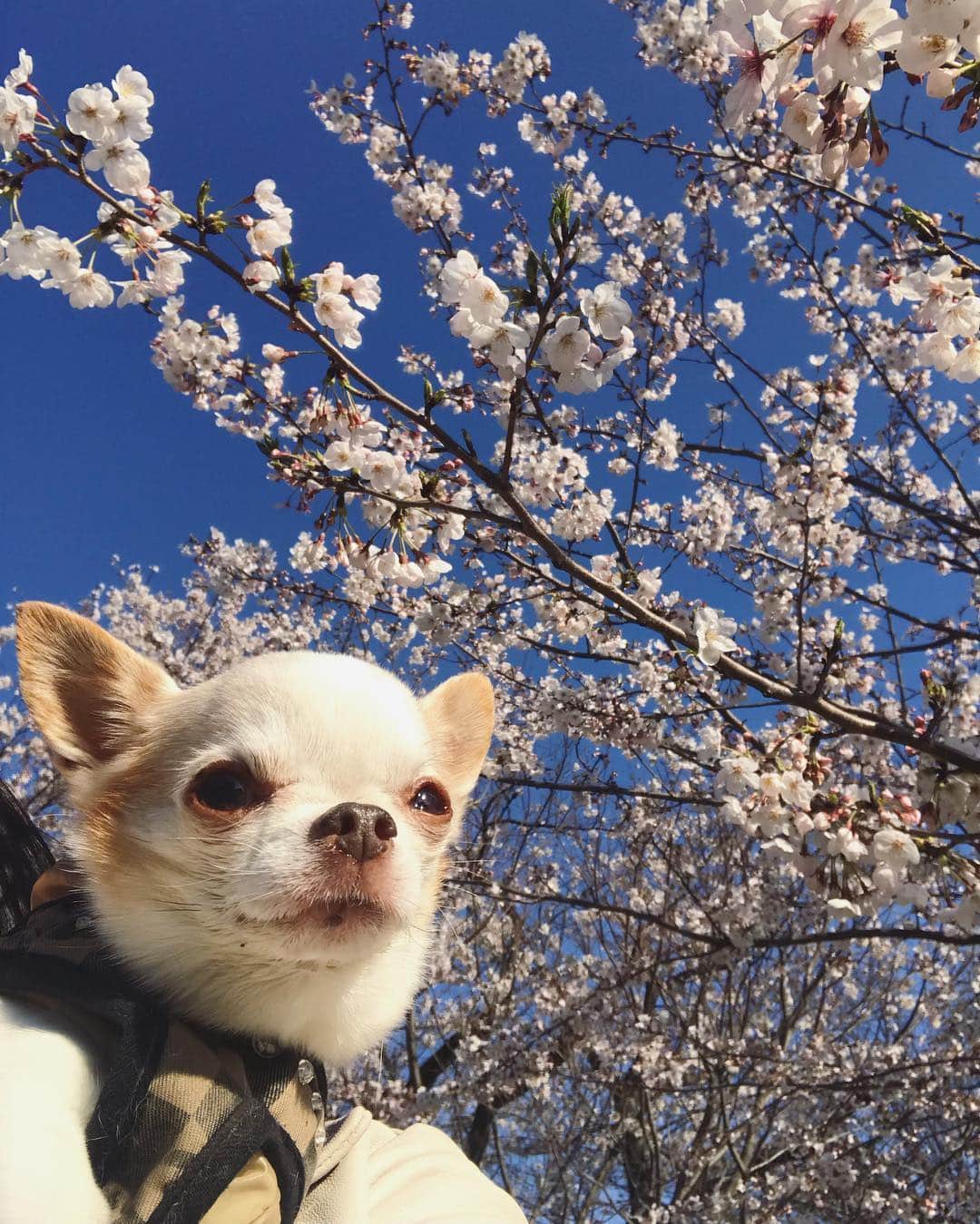 川田希さんのインスタグラム写真 - (川田希Instagram)「今日は快晴の桜。」4月3日 16時54分 - nozomikawata