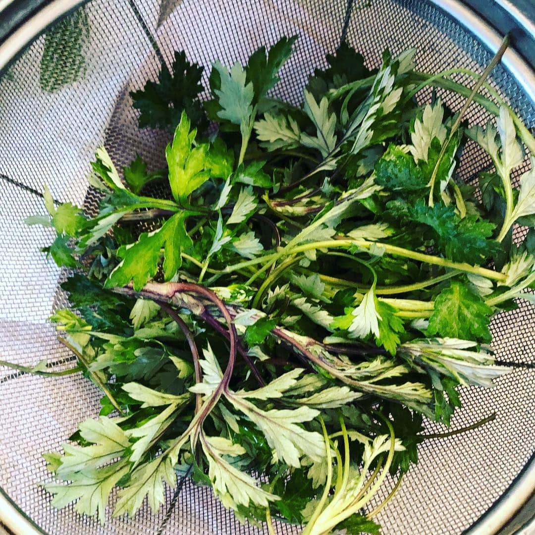 津久井智子さんのインスタグラム写真 - (津久井智子Instagram)「お庭で採れた薬草を 干してるんだよ。 #umeyuzu」4月3日 16時57分 - tomokotsukui