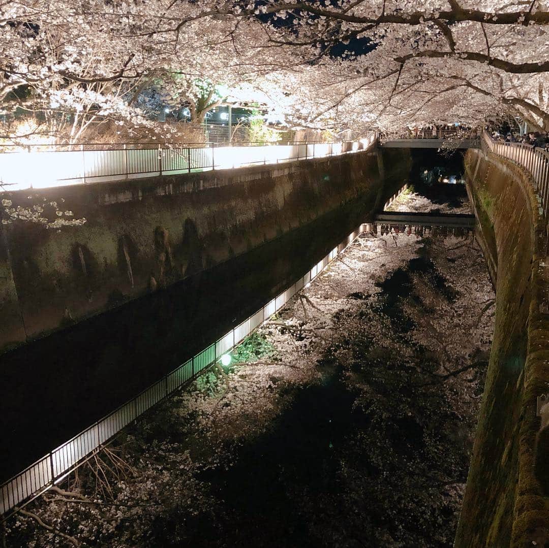 高河ゆんさんのインスタグラム写真 - (高河ゆんInstagram)「夜桜見てきました😊綺麗かったー😍」4月3日 17時07分 - kougayun