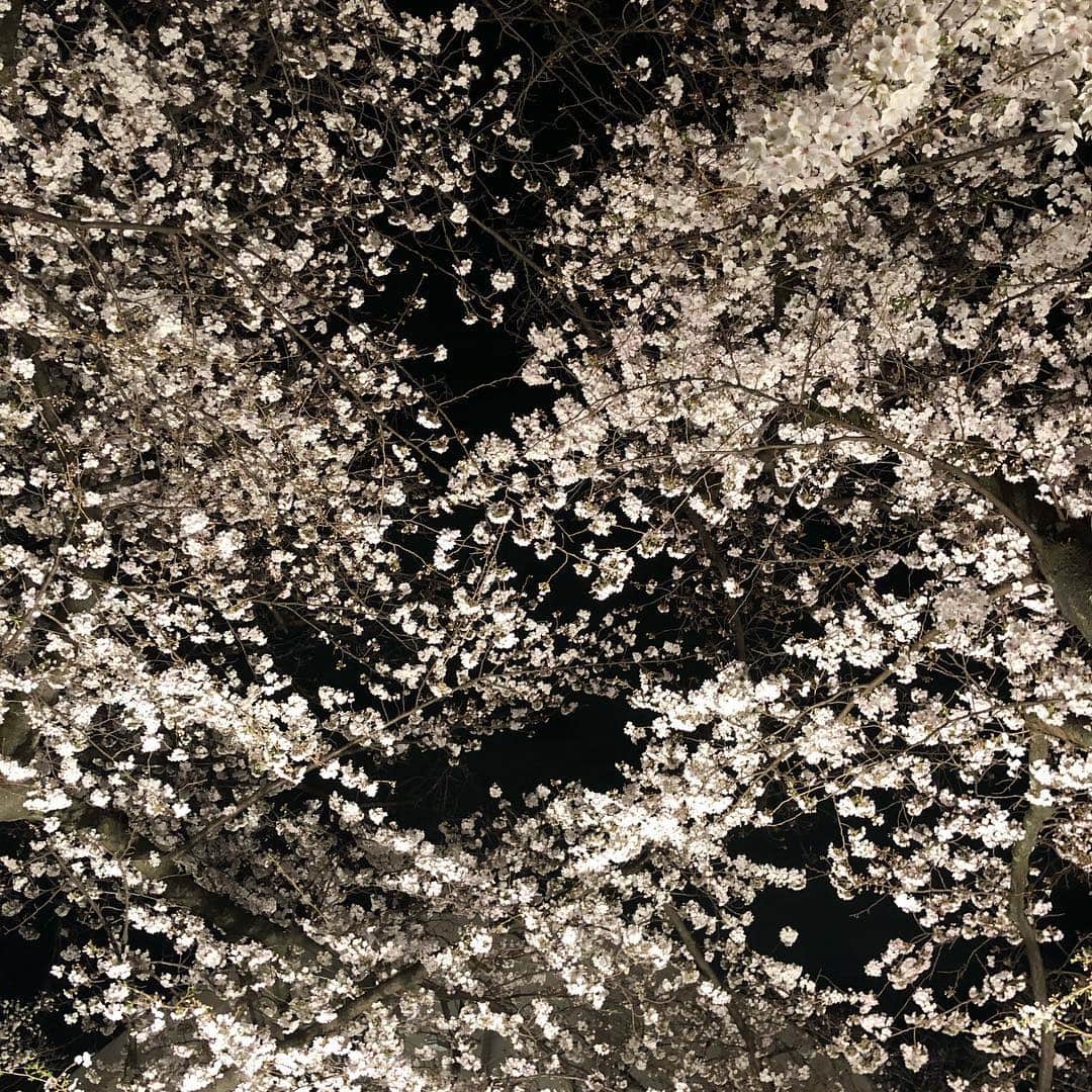高河ゆんさんのインスタグラム写真 - (高河ゆんInstagram)「夜桜見てきました😊綺麗かったー😍」4月3日 17時07分 - kougayun