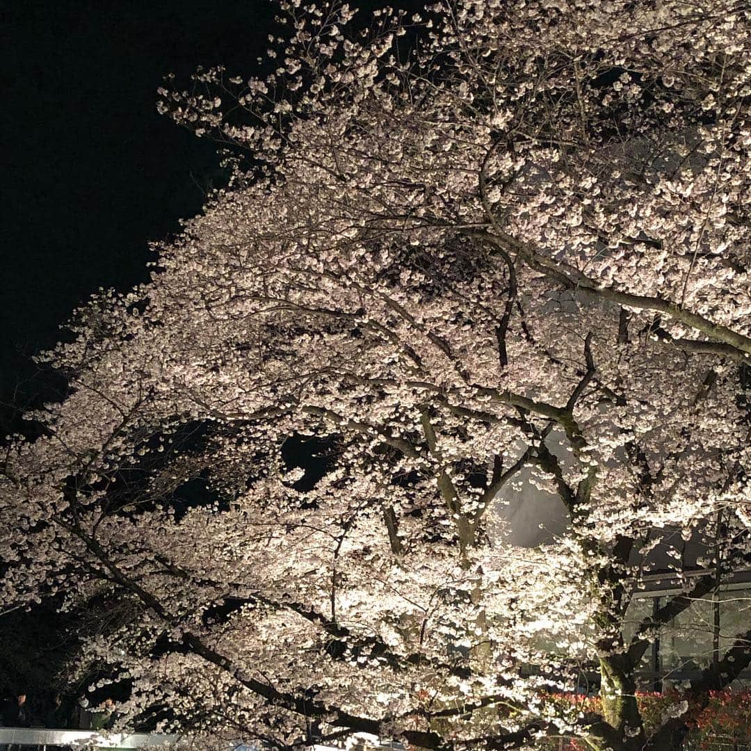 高河ゆんさんのインスタグラム写真 - (高河ゆんInstagram)「夜桜見てきました😊綺麗かったー😍」4月3日 17時07分 - kougayun