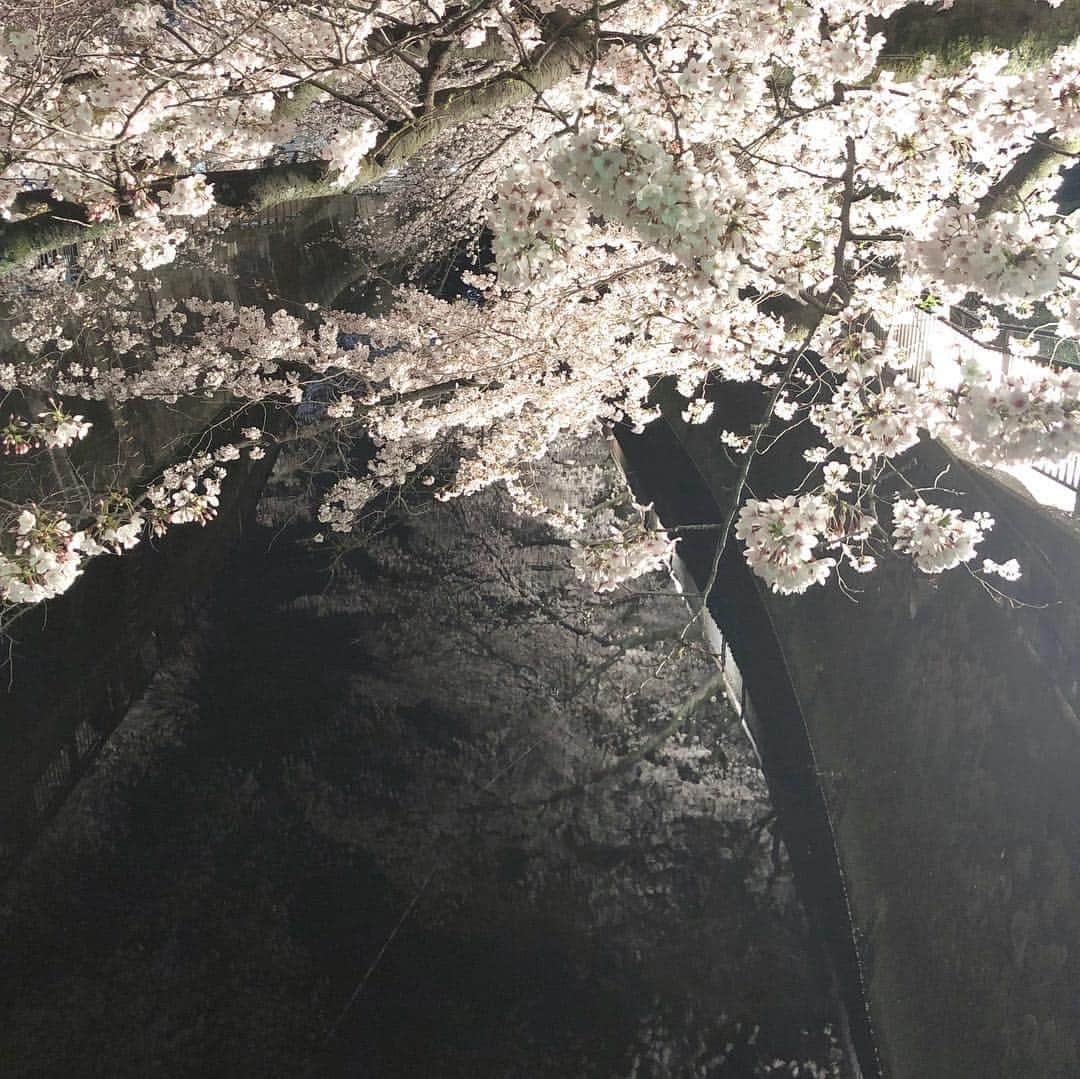 高河ゆんのインスタグラム：「夜桜見てきました😊綺麗かったー😍」