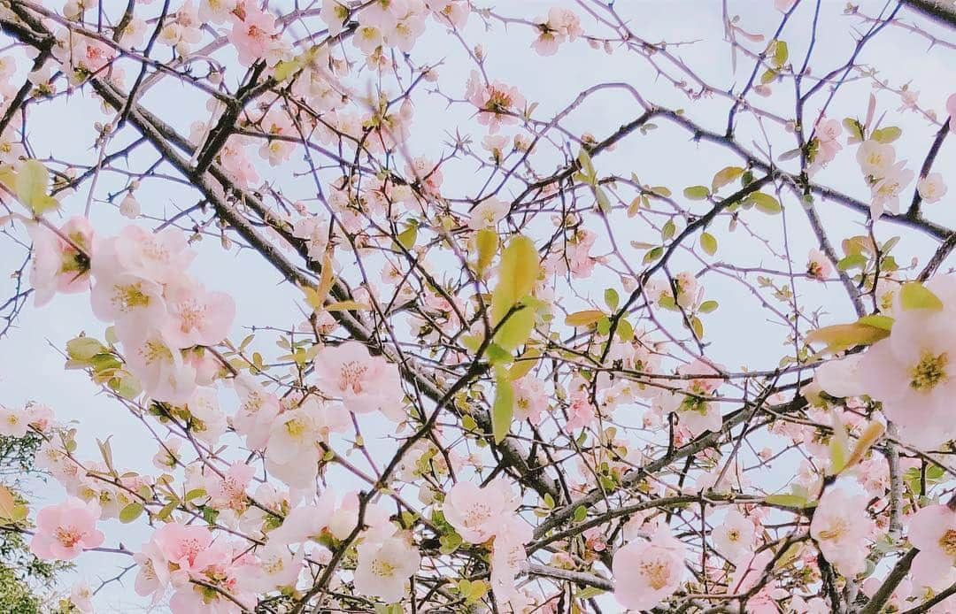 山村ゆりかさんのインスタグラム写真 - (山村ゆりかInstagram)「昨日おばあちゃんの家の桜見に行ったんだけどまだ全然咲いてなかったぁ😂 でも桃とすももとボケの花は満開で綺麗だったよ🌸  あと五月人形がすごかった😳 将来男の子が産まれたらひとつもらおう笑  #桜 #桃の花 #すももの花 #ボケの花 #かわいい #お花見 #愛知県 #五月人形 #端午の節句 #cherryblossom #japan #japanesegirl #idol #アイドル」4月3日 17時09分 - rika_m_1221