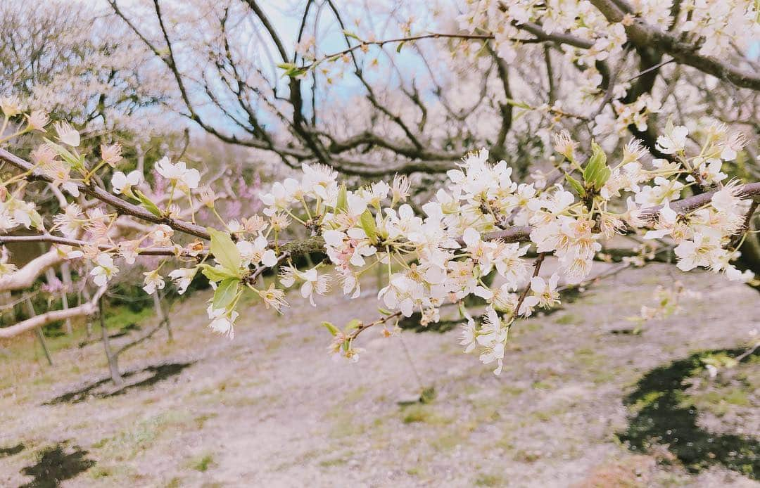 山村ゆりかさんのインスタグラム写真 - (山村ゆりかInstagram)「昨日おばあちゃんの家の桜見に行ったんだけどまだ全然咲いてなかったぁ😂 でも桃とすももとボケの花は満開で綺麗だったよ🌸  あと五月人形がすごかった😳 将来男の子が産まれたらひとつもらおう笑  #桜 #桃の花 #すももの花 #ボケの花 #かわいい #お花見 #愛知県 #五月人形 #端午の節句 #cherryblossom #japan #japanesegirl #idol #アイドル」4月3日 17時09分 - rika_m_1221