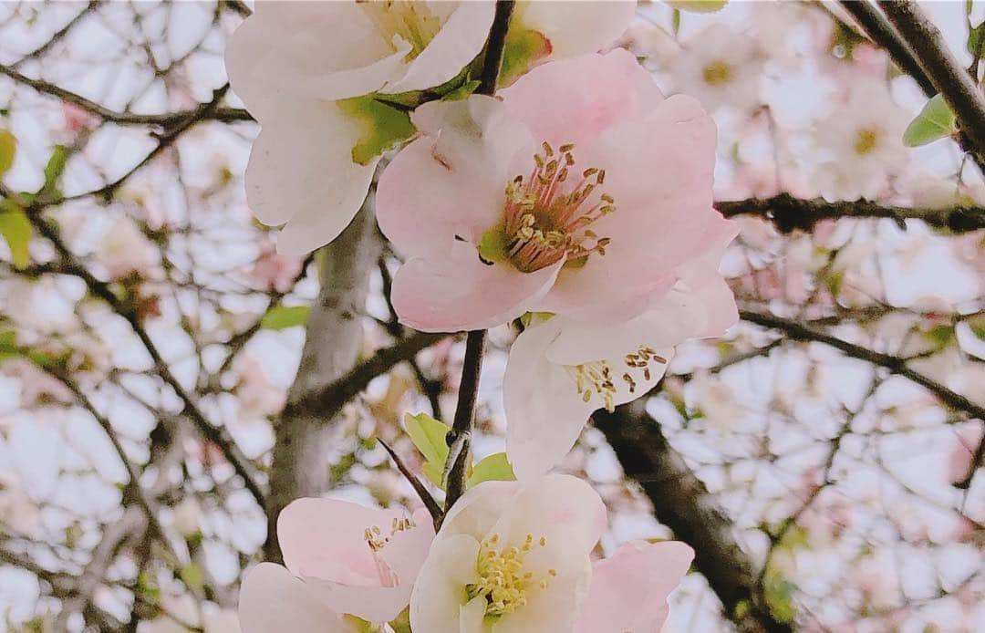 山村ゆりかさんのインスタグラム写真 - (山村ゆりかInstagram)「昨日おばあちゃんの家の桜見に行ったんだけどまだ全然咲いてなかったぁ😂 でも桃とすももとボケの花は満開で綺麗だったよ🌸  あと五月人形がすごかった😳 将来男の子が産まれたらひとつもらおう笑  #桜 #桃の花 #すももの花 #ボケの花 #かわいい #お花見 #愛知県 #五月人形 #端午の節句 #cherryblossom #japan #japanesegirl #idol #アイドル」4月3日 17時09分 - rika_m_1221