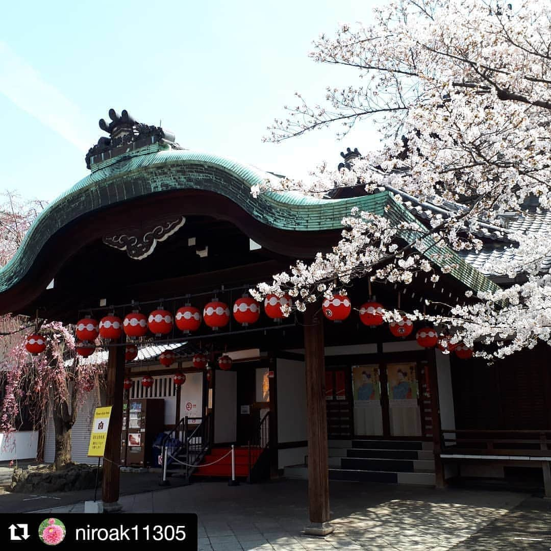 祇園麺処 むらじさんのインスタグラム写真 - (祇園麺処 むらじInstagram)「こんにちは👋😃 麺処むらじ祇園本店です 祇園界隈や、円山公園も 桜が満開です🌸✨ お写真は (@niroak11305 )さんからお借りしました🙇‍♀️ . #麺処むらじ祇園本店 #麺処むらじ先斗町店  #麺処むらじ室町店 #muraji  #ramenmuraji  #祇園 #祇園麺 #gion #京都ランチ #京都ラーメン #ラーメン #京都の桜」4月3日 17時10分 - ramen_muraji