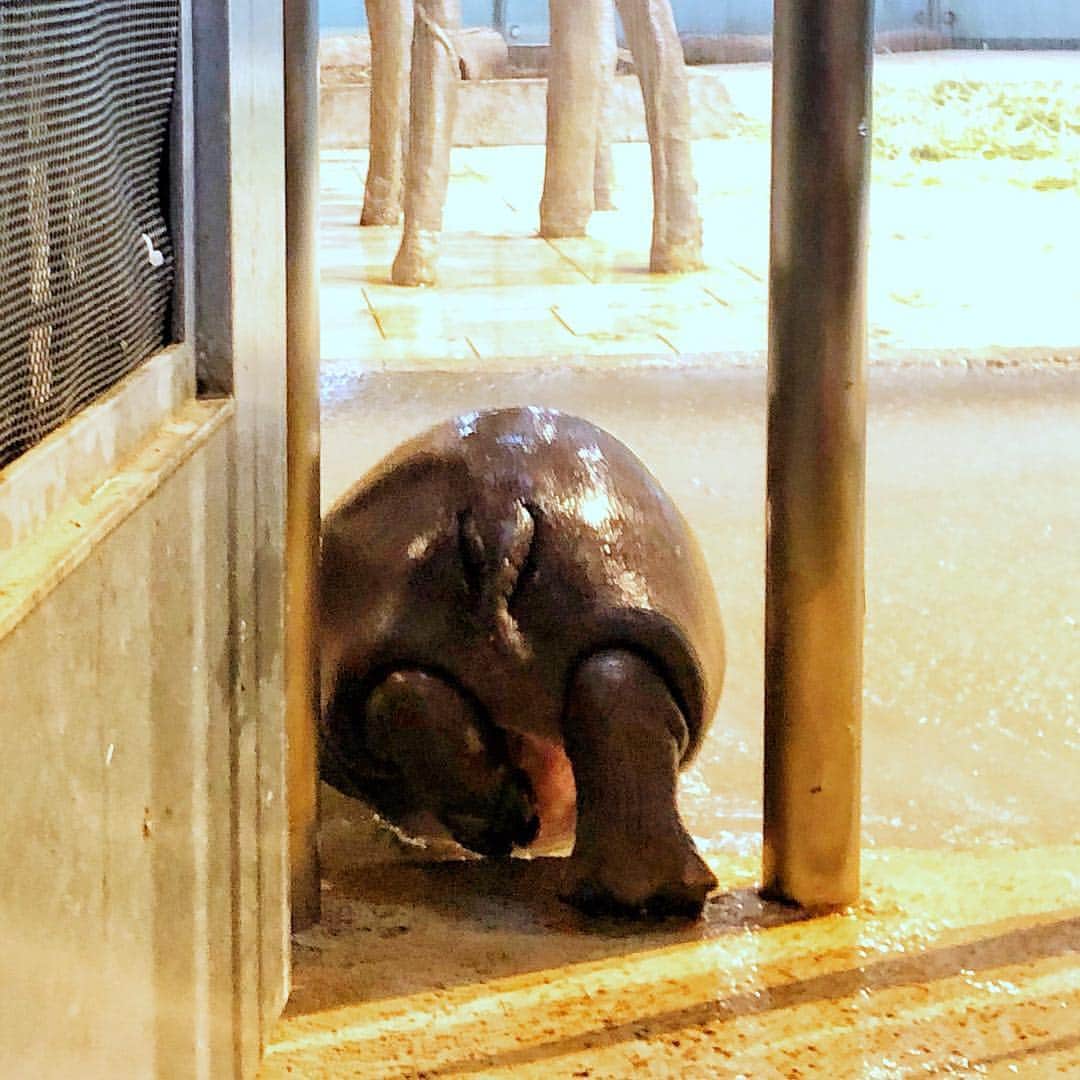 生きているミュージアム　NIFREL（ニフレル）公式さんのインスタグラム写真 - (生きているミュージアム　NIFREL（ニフレル）公式Instagram)「ちびカバちゃん。朝のひとコマ。  ぬぬ？ パクっ。 やっぱりプールが すき〜♪ チャポン♨︎ *  #ミニカバ #赤ちゃん #朝ごはん  #水族館 #動物園 #美術館 #aquarium #zoo #museum #nifrel #にふれる #ニフレル #関西 #大阪 #エキスポシティ #expocity #animalphoto #アニマル写真部 #ファインダー越しの私の世界 #大阪観光 #大阪旅行 #osakatrip #travelinjapan #japantravel #osaka #kansai #osakatravel #japantrip2019」4月3日 17時11分 - nifrel_official
