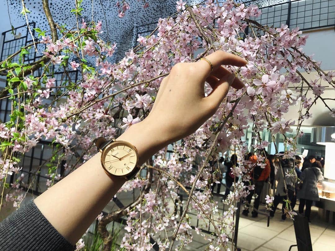 福井千佳さんのインスタグラム写真 - (福井千佳Instagram)「. . 今年は、お寝坊気味な桜さん🌸 . thanks @fossil "Jacqueline" . #fossil#フォッシル#フォッシル心斎橋店#fossilstyle#pr#fossilwatch#腕時計#桜#cherryblossom#fashion#手元くら部 . . ピンクゴールドで甘めな文字盤、ローマ数字の表記も繊細で素敵。 . 盤が大きいと、手首が華奢に見えていいね😏♡笑 . #model#モデル#和装モデル#webモデル#関西モデル#手タレ#パーツモデル#作品撮り#フリーランス#福井千佳#chika_fukui#インフルエンサー#美容#style#おしゃれさんと繋がりたい#picoftheday#japan#サロモ#写真好きな人と繋がりたい」4月3日 17時14分 - chika291