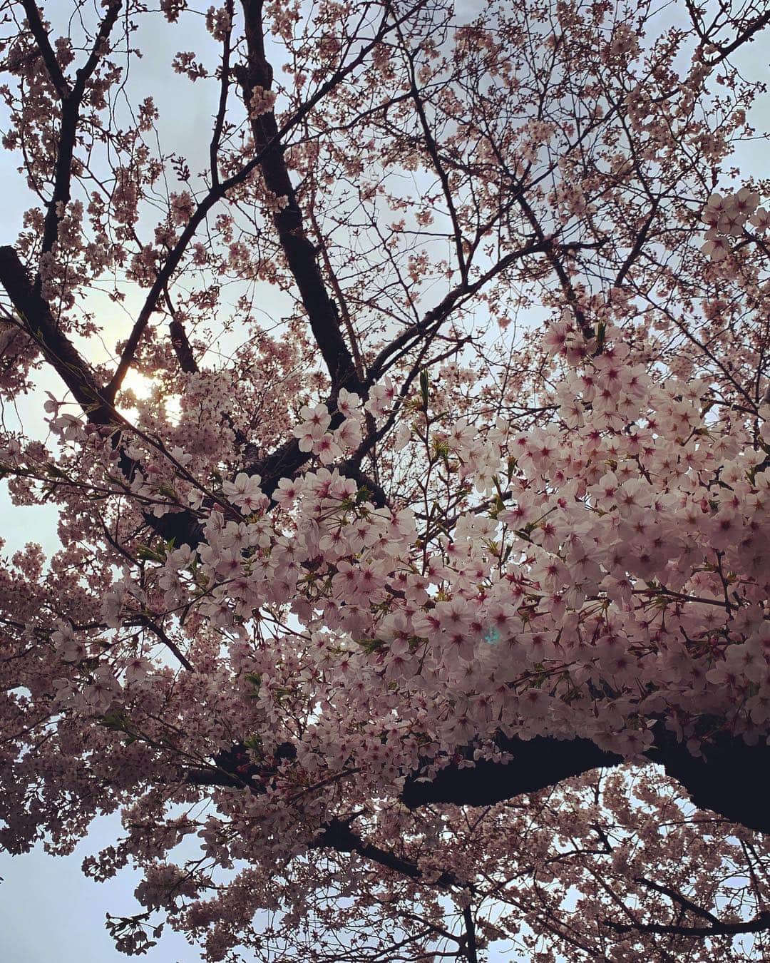 奥山レイカのインスタグラム：「桜キレイだったー🌸 #東京 #桜の花 #さくら #サクラ」