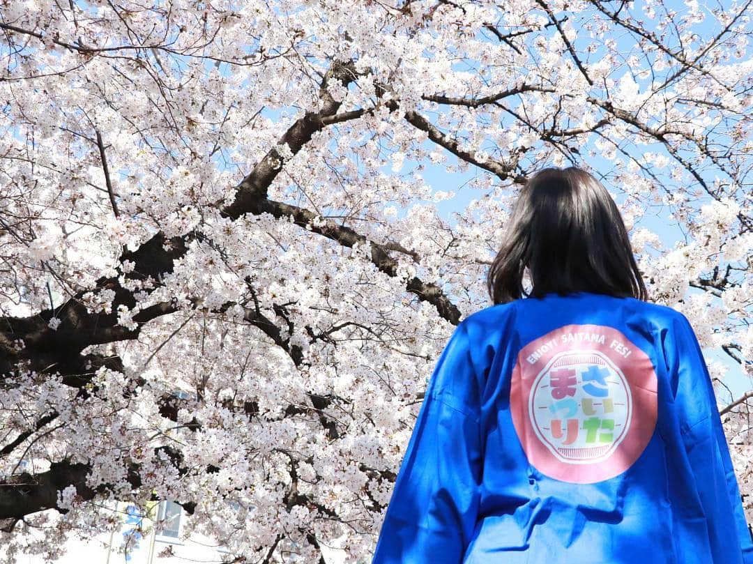 さいたまつりさんのインスタグラム写真 - (さいたまつりInstagram)「春爛漫🌸埼玉県庁の桜も満開を迎えました！「さいたまつり」は新年度新たな気持ちで、より一層埼玉の祭を盛り上げて参ります！これからも皆様、応援よろしくお願いします♫ #さいたまつり #春 #桜 #花見 #埼玉 #saitamatsuri #spring #埼玉県庁 #お祭り #写真好きな人と繋がりたい #ファインダー越しの私の世界 #お祭り写真 #お祭り写真部 #カメラ女子 #お祭りガール #令和 #応援お願いします」4月3日 17時20分 - saitamatsuri