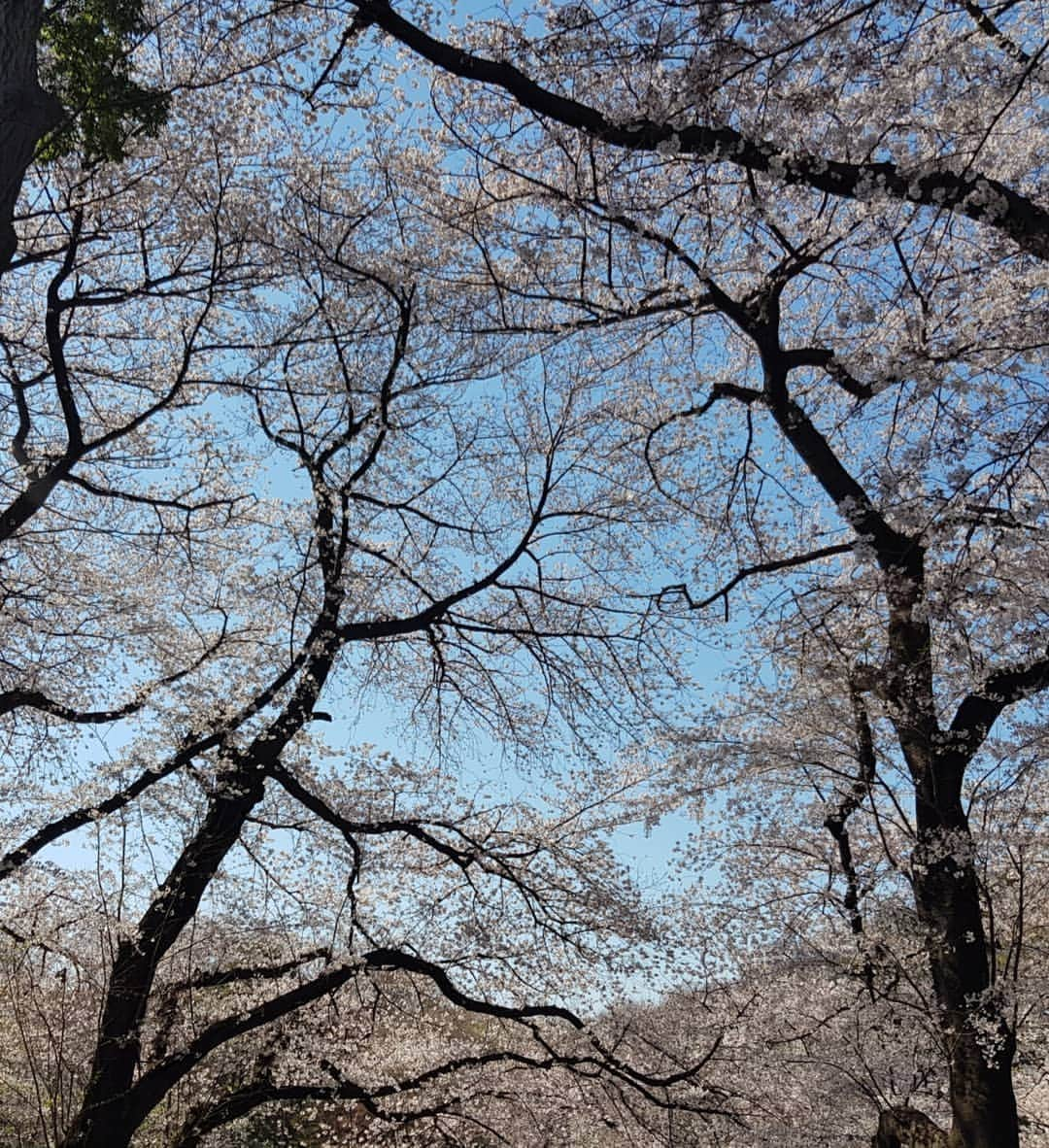 フェルナンダ・リーさんのインスタグラム写真 - (フェルナンダ・リーInstagram)「🌸🌸🌸🌸🌸🌸🌸🌸🌸 Cherry blossoms in full bloom ✔ Happy to coincidentally be here and finally see it in person. Btw, cherry blossoms mean the pink is back temporarily. 🤧 〰️〰️〰️〰️〰️ 桜の満開 ✔ 嬉しい偶然で日本にいって、咲いている桜を見ました (ついに)。ちなみに桜の季節ですから、ピンク色の毛が仮に戻りました。🤧 🌸🌸🌸🌸🌸🌸🌸🌸🌸」4月3日 17時21分 - warukatta