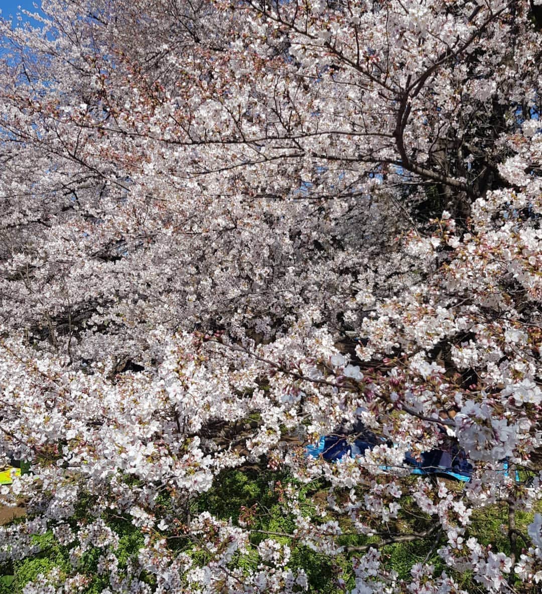 フェルナンダ・リーさんのインスタグラム写真 - (フェルナンダ・リーInstagram)「🌸🌸🌸🌸🌸🌸🌸🌸🌸 Cherry blossoms in full bloom ✔ Happy to coincidentally be here and finally see it in person. Btw, cherry blossoms mean the pink is back temporarily. 🤧 〰️〰️〰️〰️〰️ 桜の満開 ✔ 嬉しい偶然で日本にいって、咲いている桜を見ました (ついに)。ちなみに桜の季節ですから、ピンク色の毛が仮に戻りました。🤧 🌸🌸🌸🌸🌸🌸🌸🌸🌸」4月3日 17時21分 - warukatta