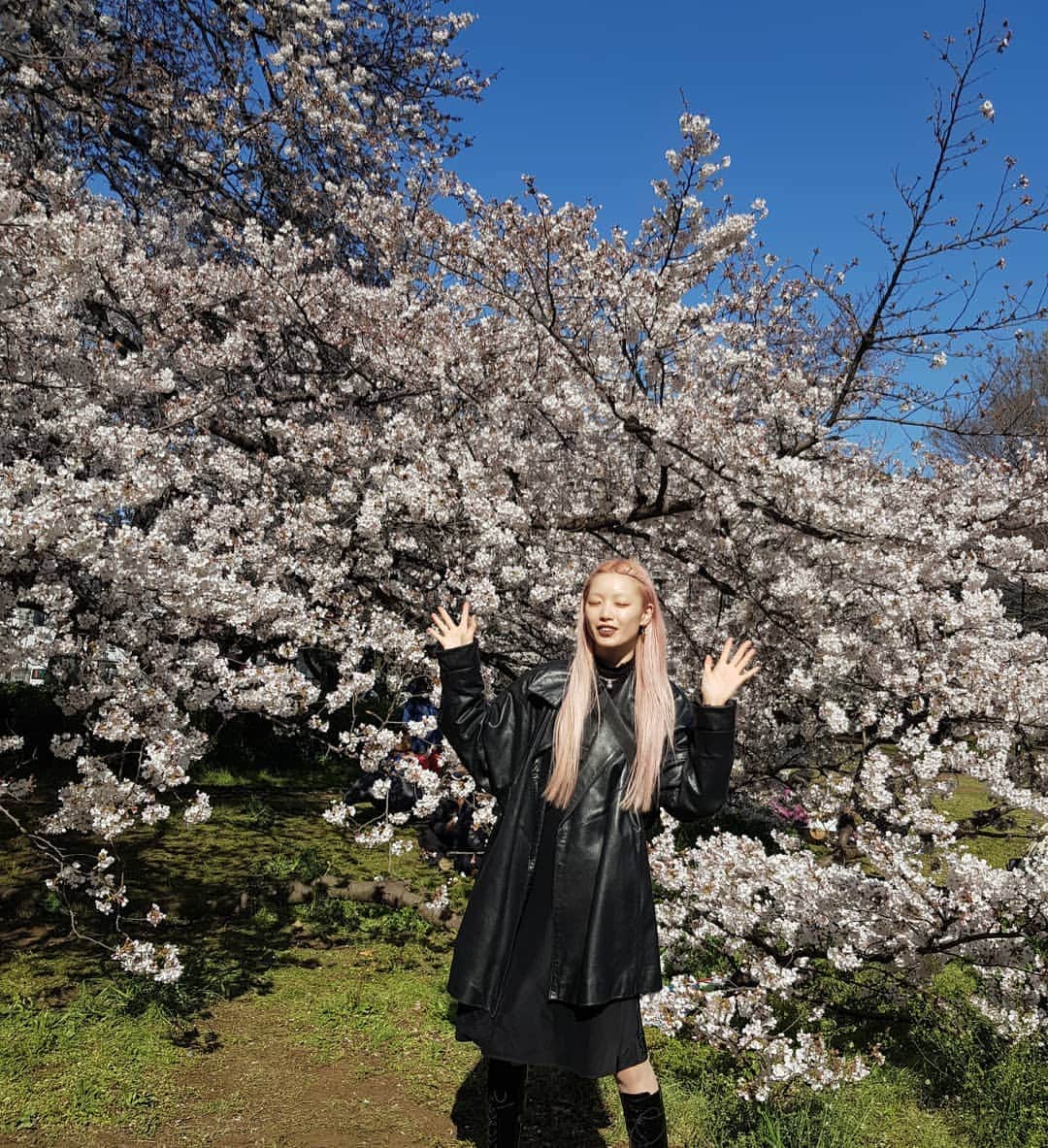 フェルナンダ・リーのインスタグラム：「🌸🌸🌸🌸🌸🌸🌸🌸🌸 Cherry blossoms in full bloom ✔ Happy to coincidentally be here and finally see it in person. Btw, cherry blossoms mean the pink is back temporarily. 🤧 〰️〰️〰️〰️〰️ 桜の満開 ✔ 嬉しい偶然で日本にいって、咲いている桜を見ました (ついに)。ちなみに桜の季節ですから、ピンク色の毛が仮に戻りました。🤧 🌸🌸🌸🌸🌸🌸🌸🌸🌸」