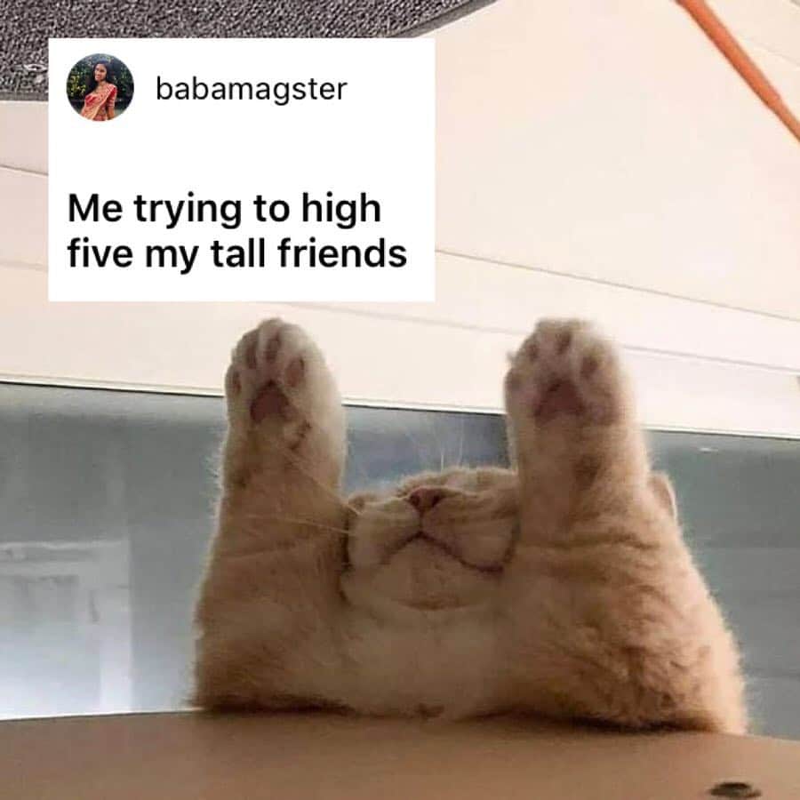 9GAGさんのインスタグラム写真 - (9GAGInstagram)「This cat is my new spirit animal. - How would you meme this? Leave a comment below. Stay tuned to our IG story so you won’t miss the next “Meme This”!」4月3日 17時33分 - 9gag