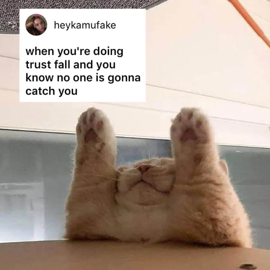 9GAGさんのインスタグラム写真 - (9GAGInstagram)「This cat is my new spirit animal. - How would you meme this? Leave a comment below. Stay tuned to our IG story so you won’t miss the next “Meme This”!」4月3日 17時33分 - 9gag