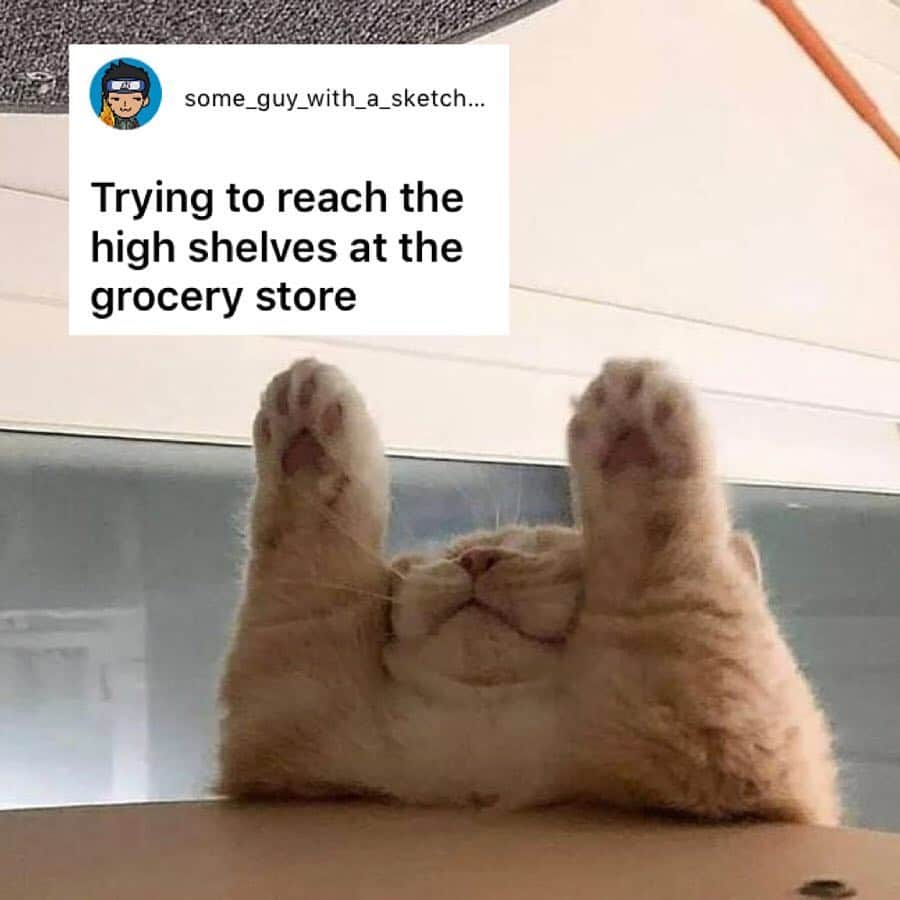 9GAGさんのインスタグラム写真 - (9GAGInstagram)「This cat is my new spirit animal. - How would you meme this? Leave a comment below. Stay tuned to our IG story so you won’t miss the next “Meme This”!」4月3日 17時33分 - 9gag