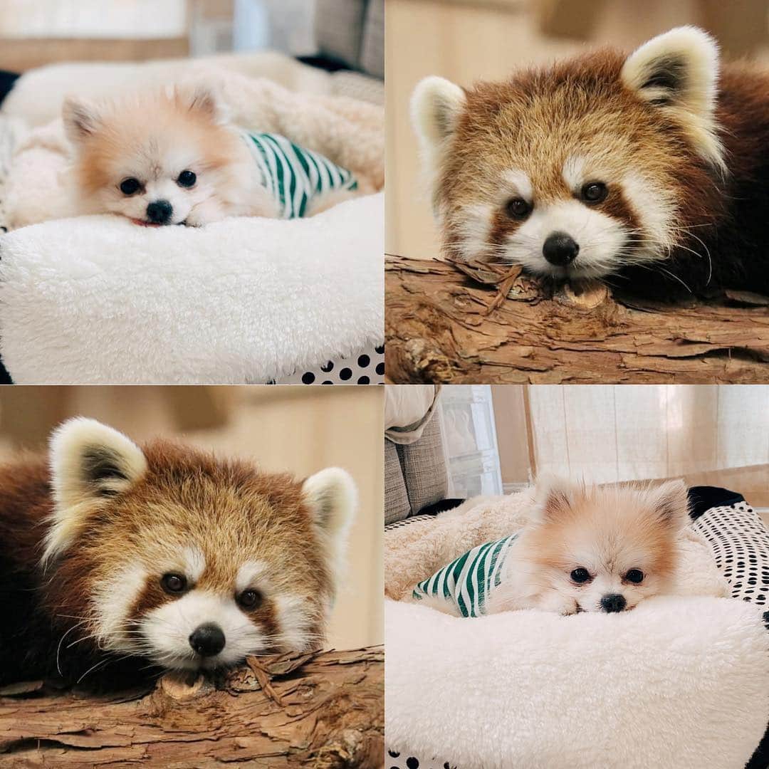 r_oseのインスタグラム：「🐰🐨〰️」